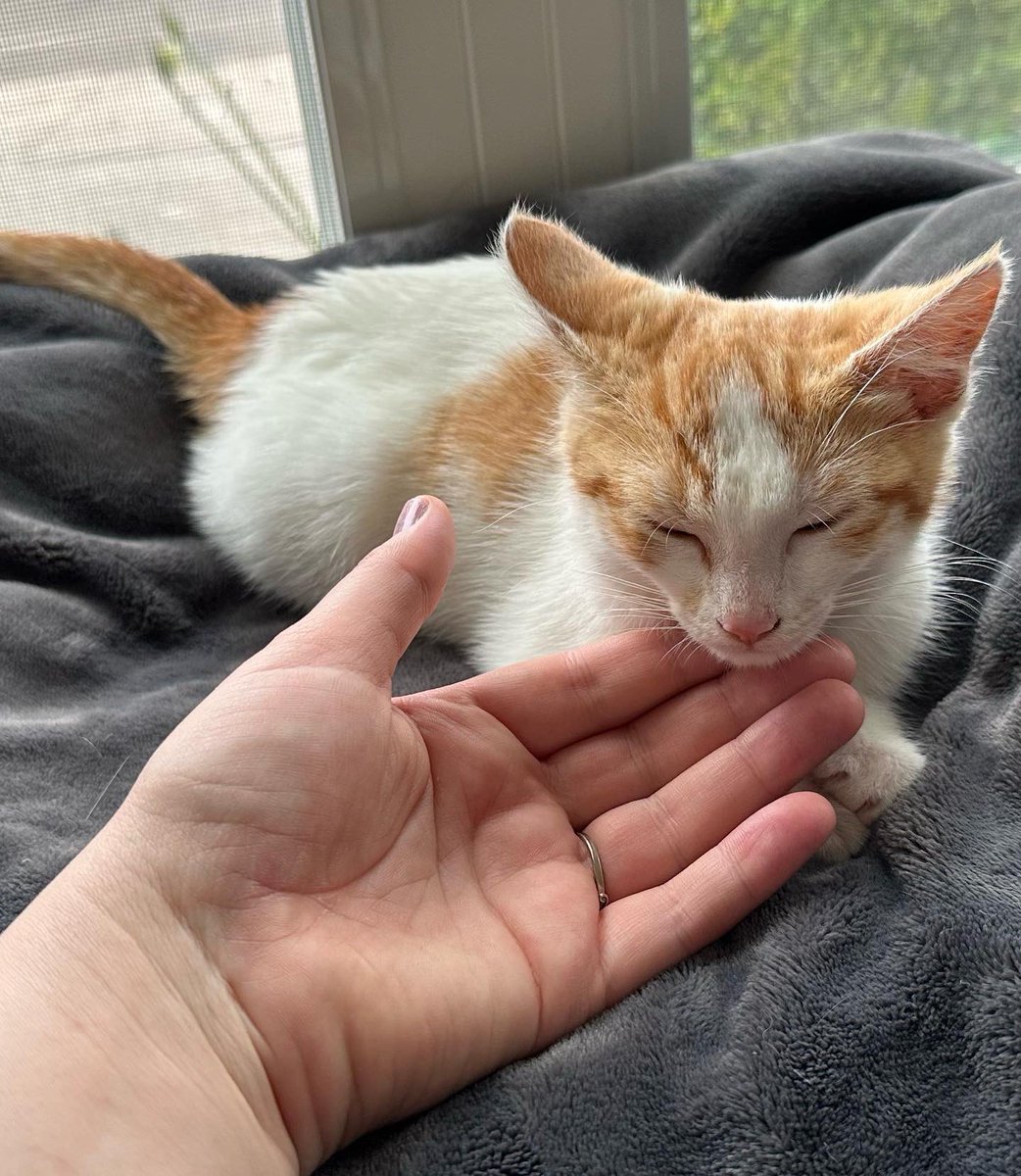 Dr. Lauren Schurmeier tweet media