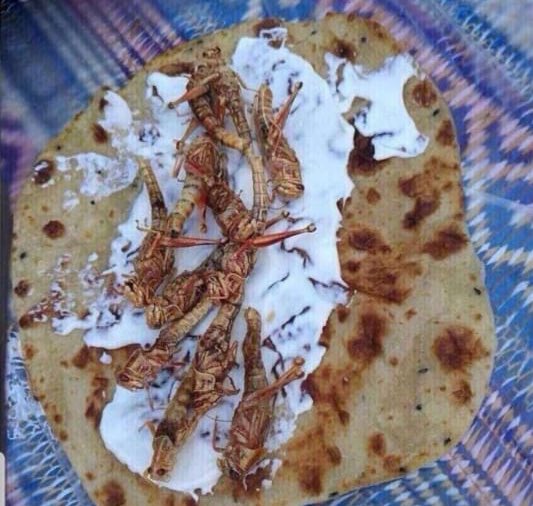  on Twitter ""Lizard" the favourite dish for Umar bin khattab 🦎💡 🔘