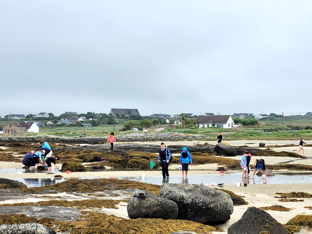 Another amazing Explorers Seashore Safari today with Scoil Mhuire Clifden on Omey Strand!🐟🦀🦐