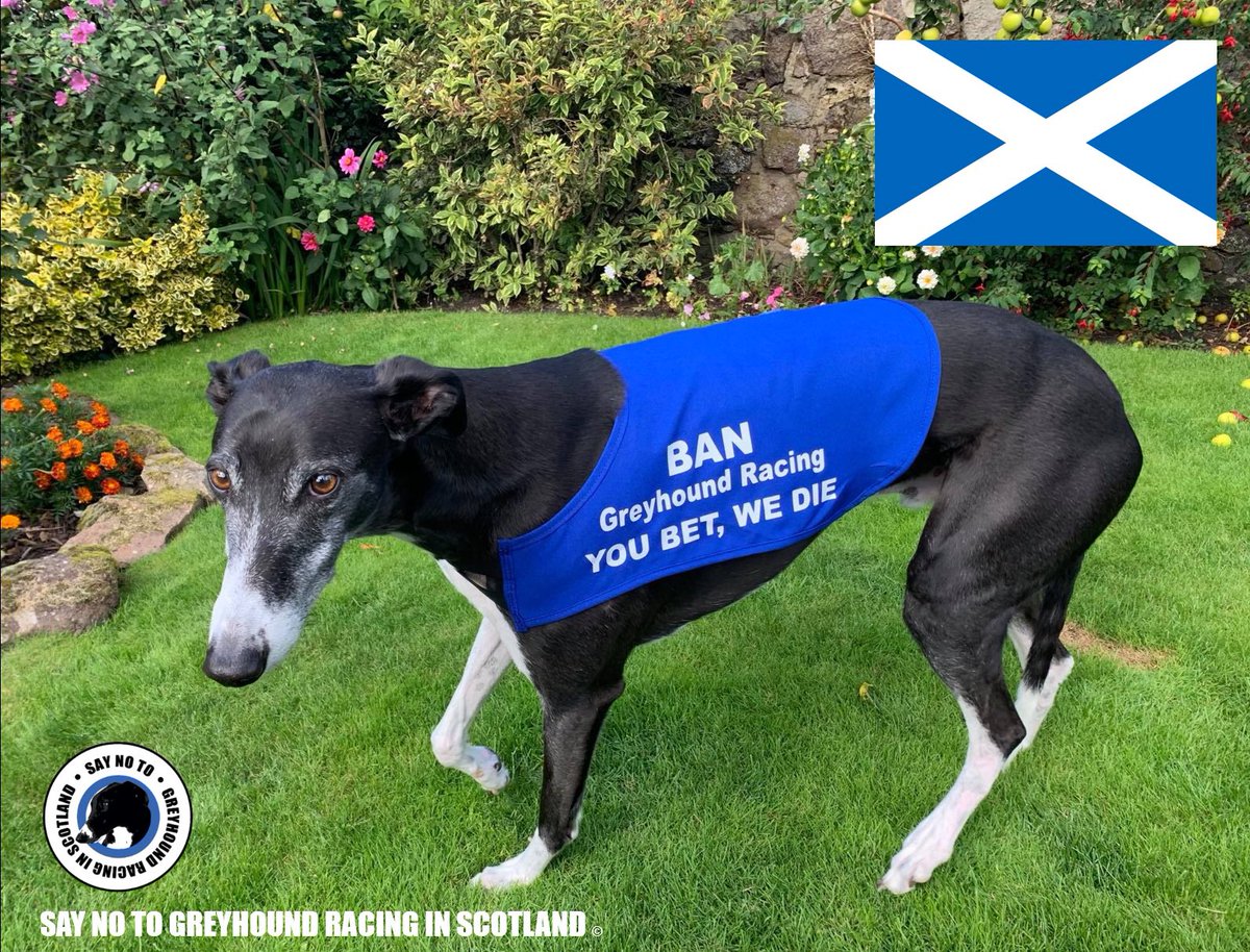 Over 4600 people have already signed the open letter to @scotgov asking for a phased ban on greyhound racing in Scotland 🏴󠁧󠁢󠁳󠁣󠁴󠁿. Harris is asking if you can please help us reach 5000! ALL can sign. 
#BanGreyhoundRacing #YouBetTheyDie #UnboundTheGreyhound #AnimalCruelty  Please RT!…