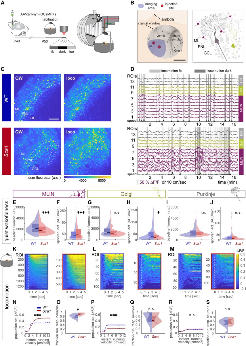 liebscher_lab's tweet photo. Happy to share our latest publication. We identified hyperexcitable cerebellar molecular layer interneurons as a key driver of purkinje neuron degeneration in spinocerebellar ataxia. Circuits matter in neurodegeneration.
https://t.co/JLfqR57jG5 https://t.co/uqq7qSbf3v