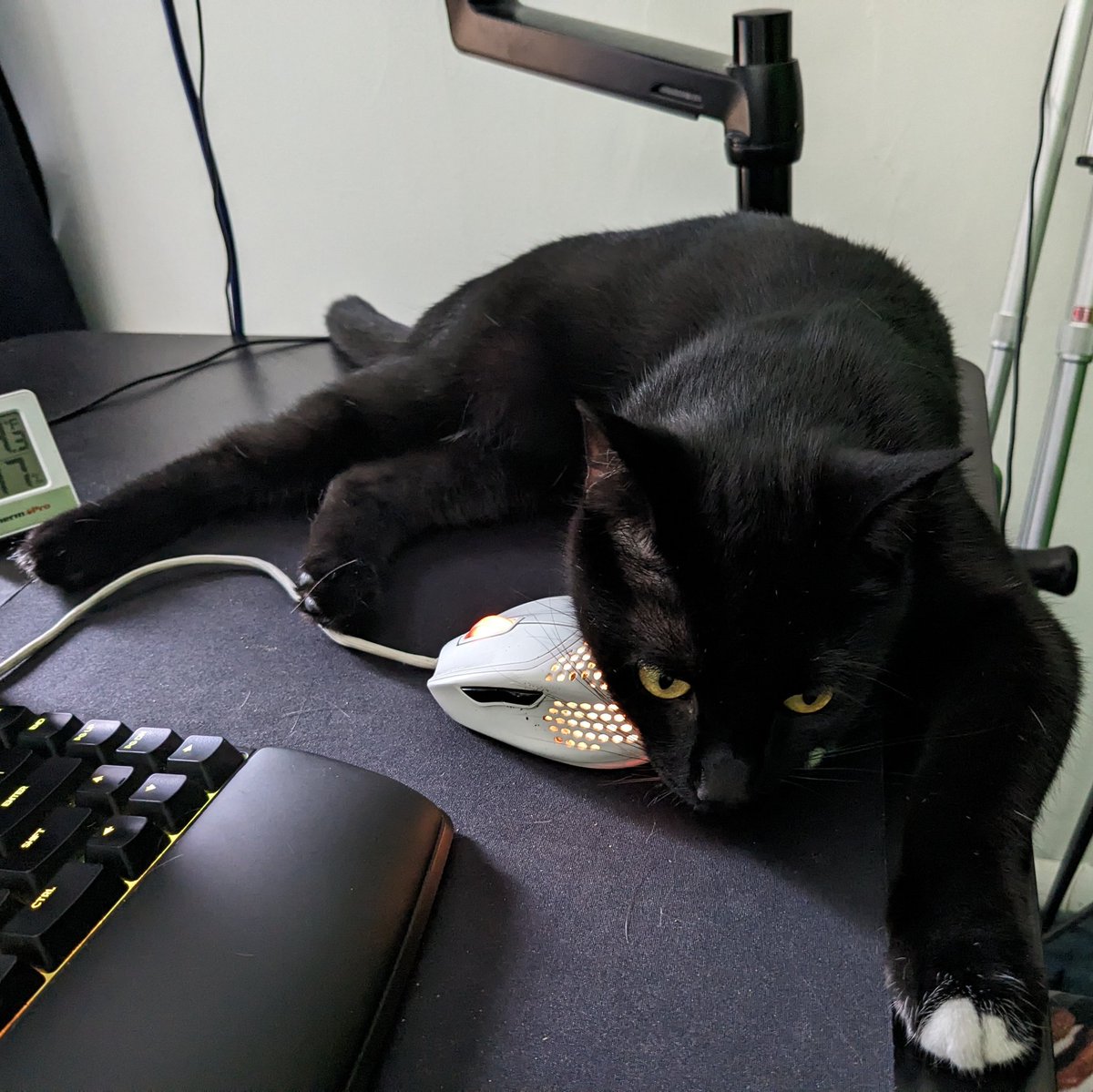 cooperandmaple's tweet photo. Petey is a mouser https://t.co/eMtaqyAl2b