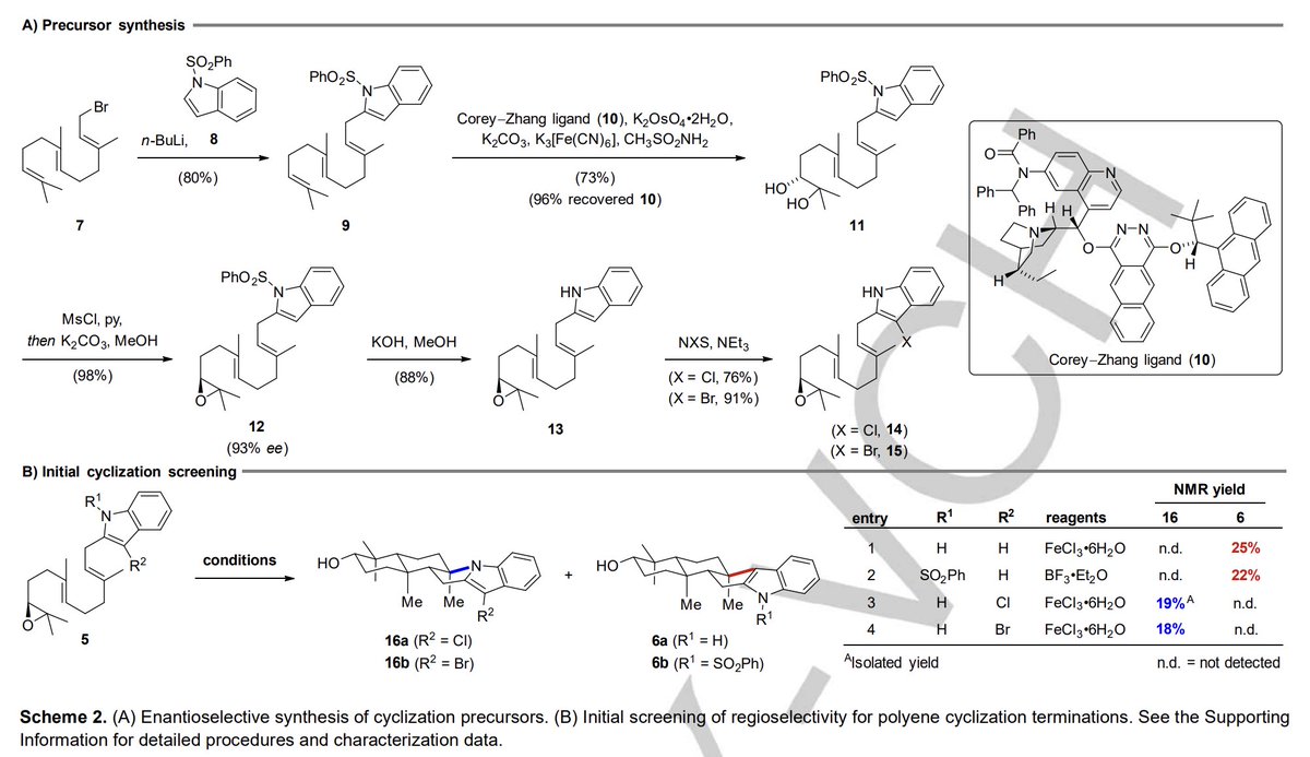 TotalSynthesis's tweet photo. A Divergent Polyene Cyclization for the #TotalSynthesis of Greenwayodendrines, Greenwaylactams, Polysin and Polyveoline by Immanuel Plangger, @PinkertTobias, Klaus Wurst, and Thomas Magauer @MagauerGroup at @uniinnsbruck in @angew_chem https://t.co/GVlIfo8waS https://t.co/7HG5InTtEg
