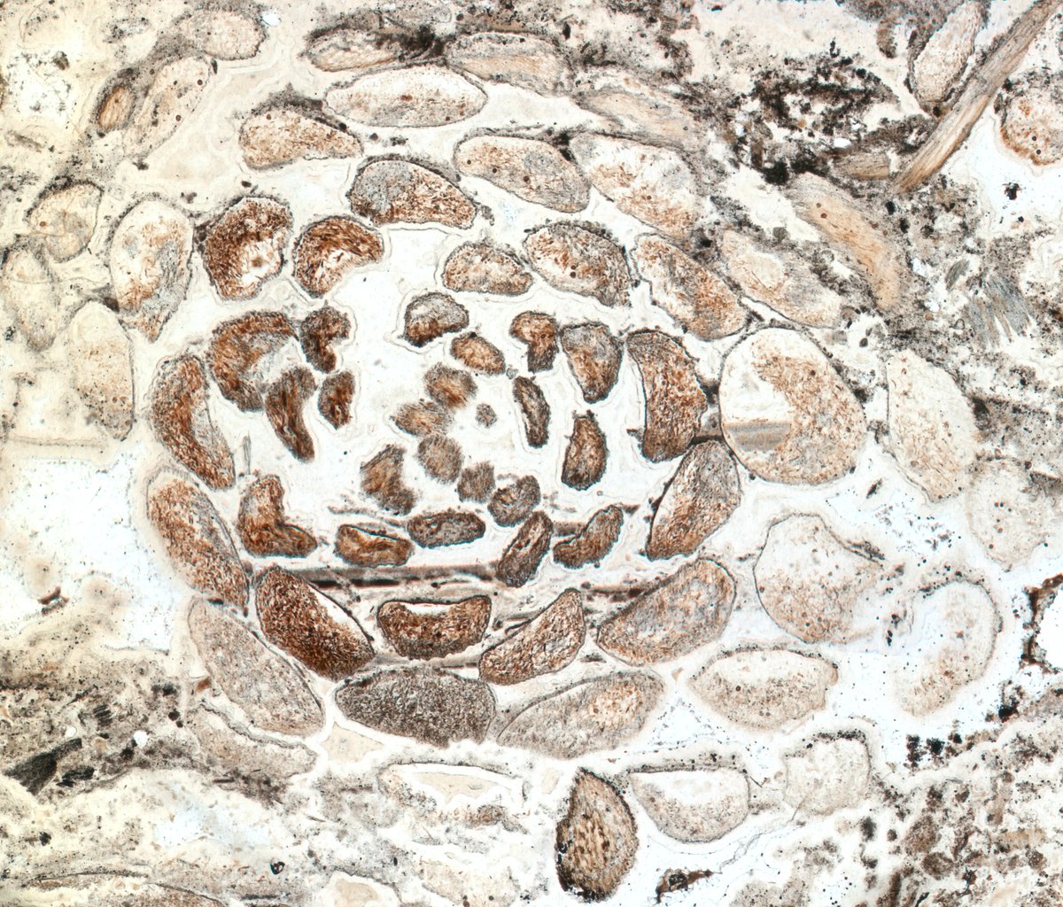 So excited to publish the first research from @MPEG_Edinburgh #UKRIFLF @InstMolPlantSci @SBSatEd in @ScienceMagazine on our finding of non-Fibonacci spirals in a 407 million-year-old fossil.
Including @holly_anne__ @Matt_Humpage and Hans Kerp!
science.org/doi/10.1126/sc…