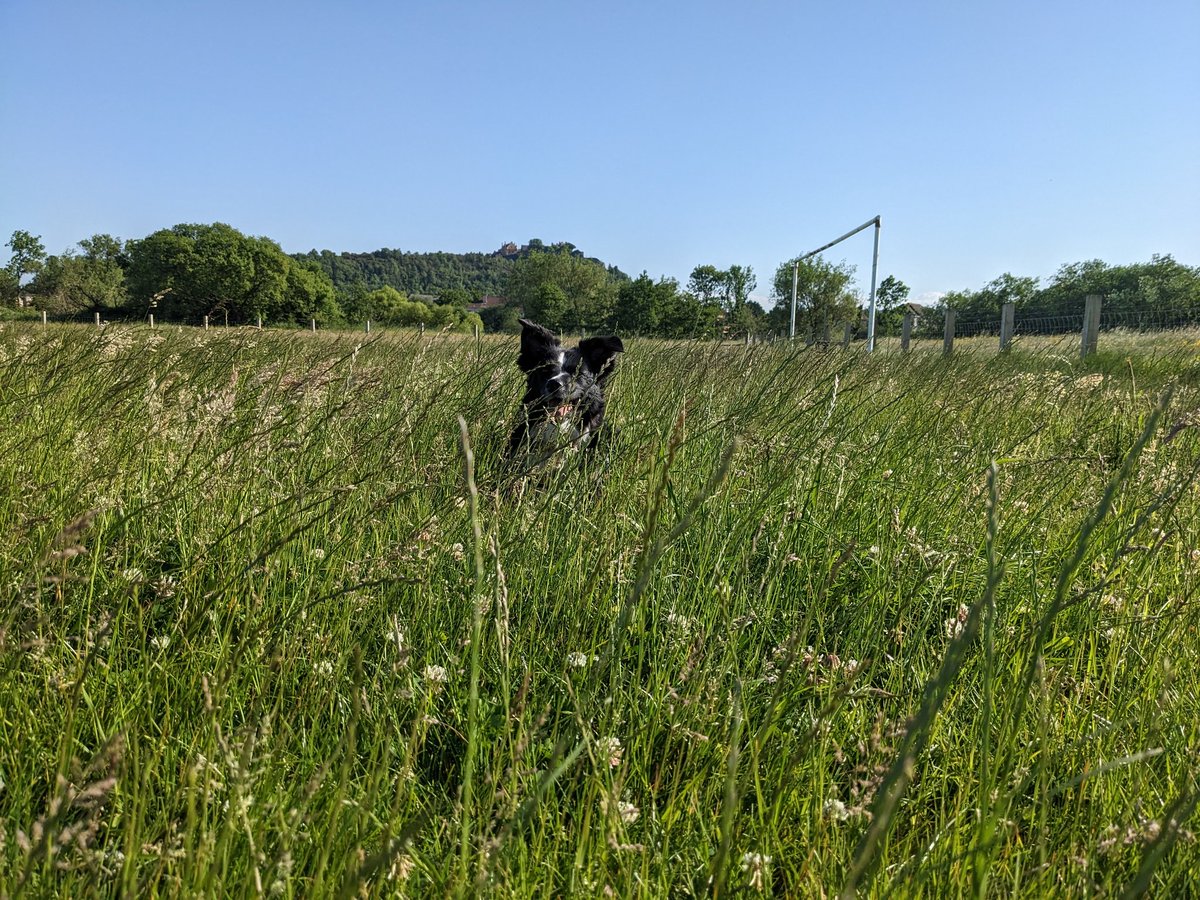 The grass is so long I've now lost my dog on the @SMilneHomes maintained football pitch at Westhaugh, Stirling. Just cut the grass FFS @StirObserver @StirlingCouncil @dailyrecord