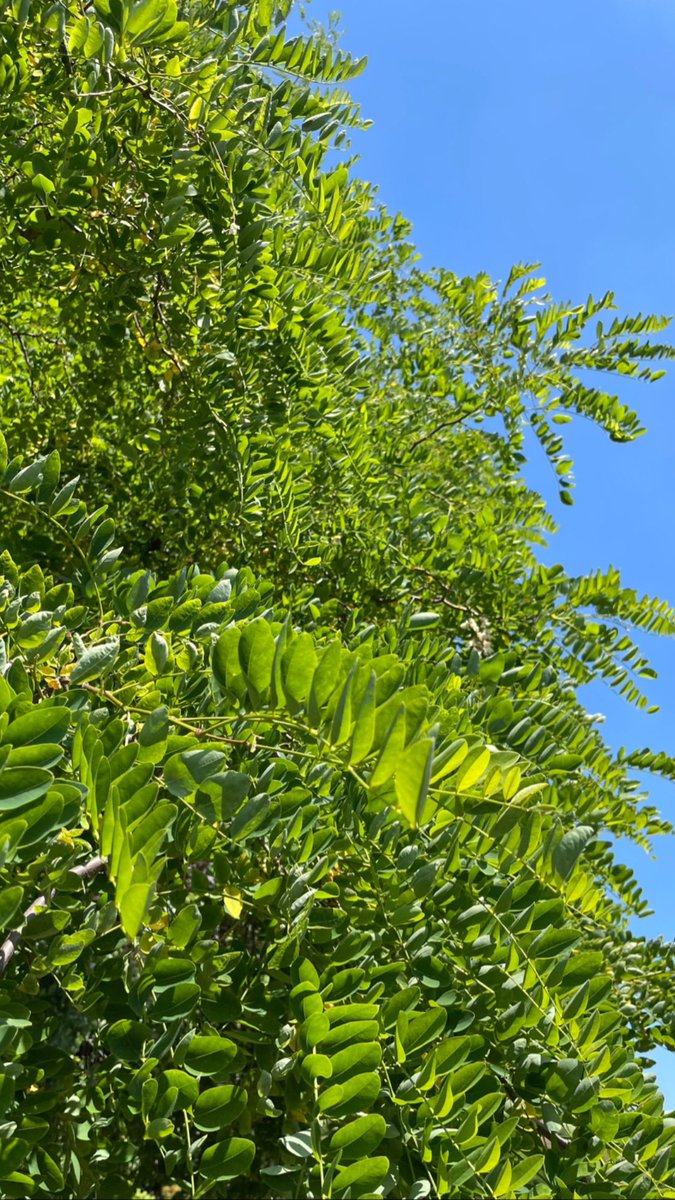 Wonder and the Word(s) tweet media