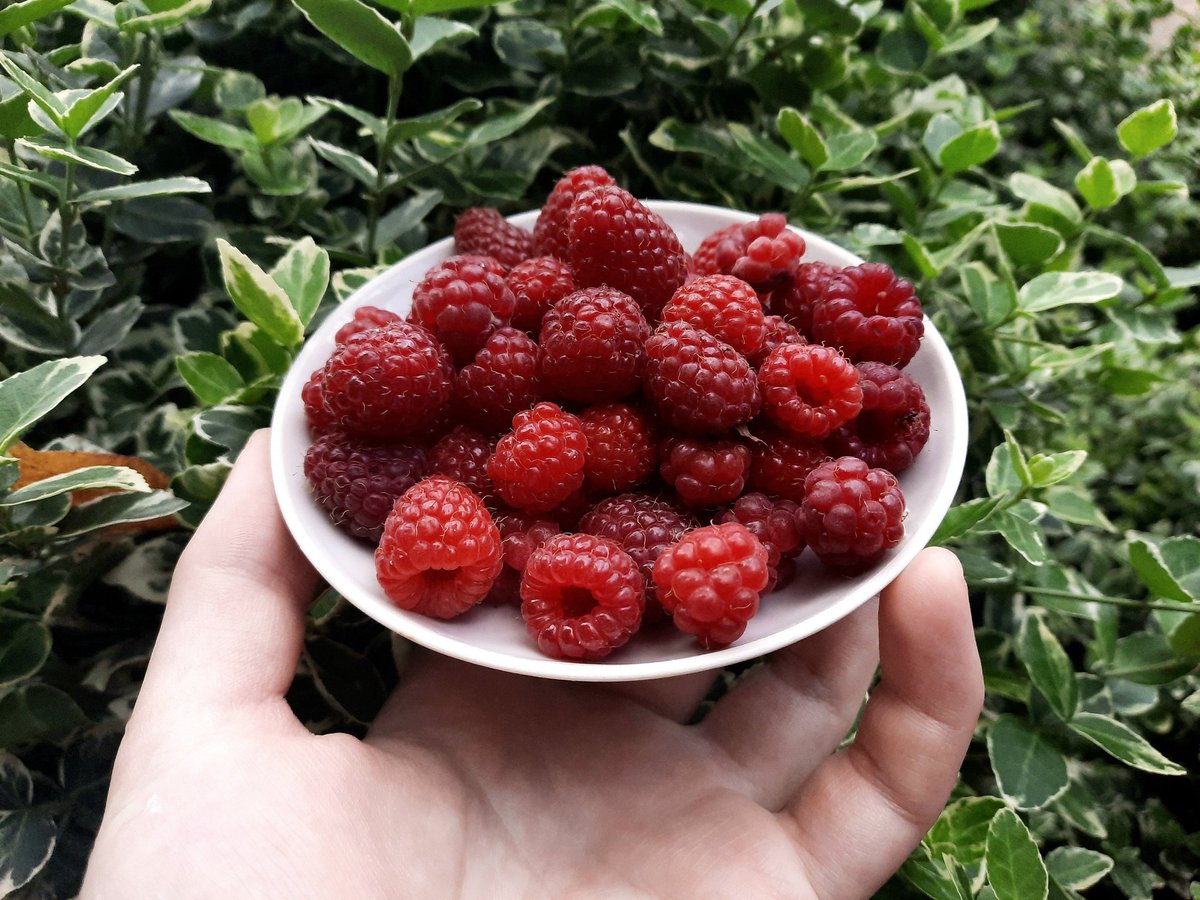 DyukiKnight's tweet photo. Very appetizing looking and tasting raspberries 😋 https://t.co/0reQHdHTVZ