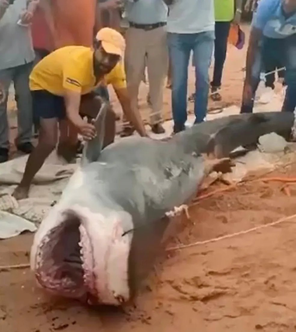 🚨 MUNDO: Tubarão que foi sacrificado e morto a pauladas no Mar Vermelho após comer homem russo era fêmea e podia estar a apenas um dia de dar à luz.
