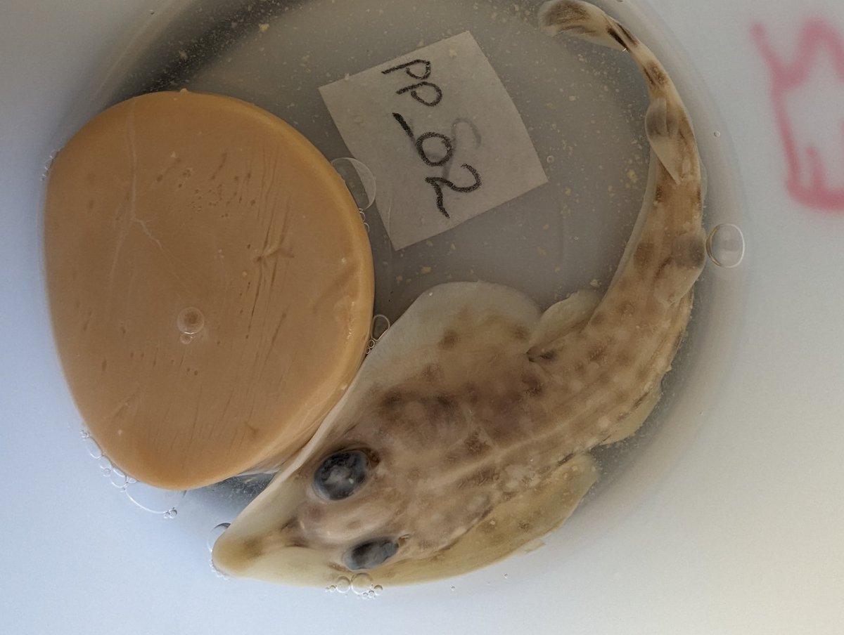 Fish_Farah_TT's tweet photo. Topping up my samples #fish #rays #batoids #pseudobatos #guitarfish #marineconservation #trinidad #tobago #Caribbean https://t.co/7tJl0T16V5