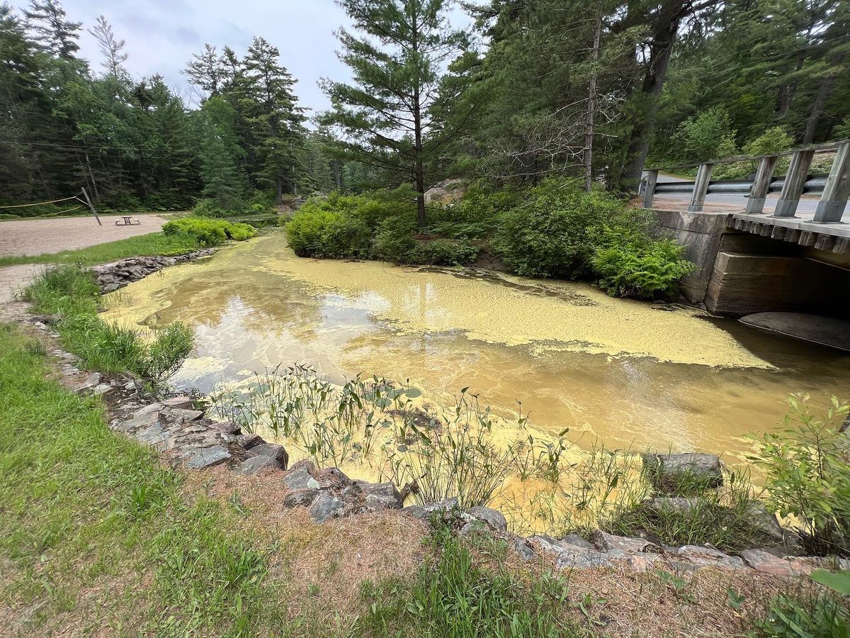 GrundyLakePP tweet media