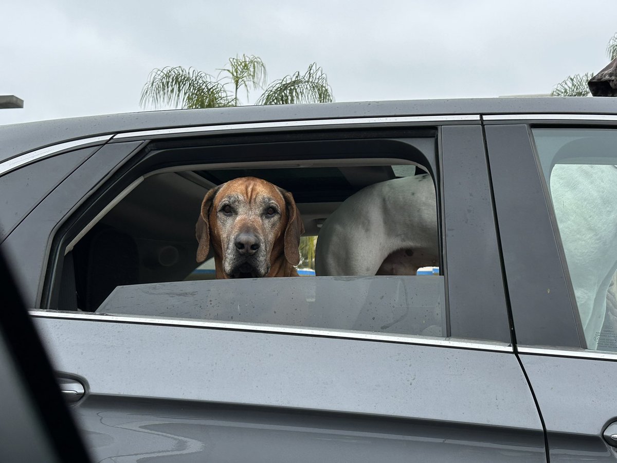 Yesterday, #stuckintraffic and these #doggos shared my angst for a moment #latraffic #dogs #dog #doggo #dogsincars #dogphotography #animals #animalphotography