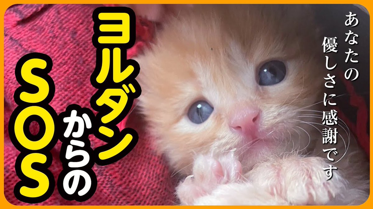 MeowMoeDotCom's tweet photo. 【感動】海外留学中に子猫を保護した大学生からの緊急SOS
https://t.co/BE0YQ3BUQq
#にこねこ #ネコ #子猫保護 #子猫保護 #Cat #Kitten #Neko #ProtectedCat #ねこ #保護猫 #子 https://t.co/S9gHBLlSs4