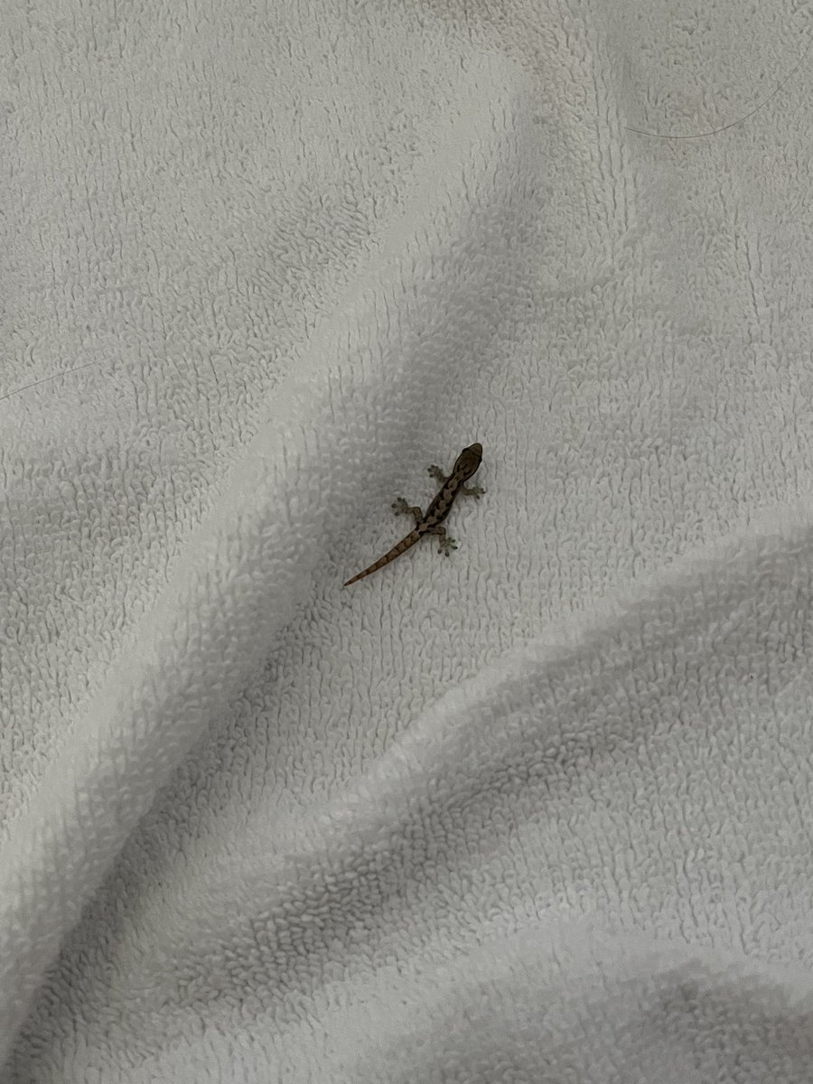 Aloha from Kauai. This little guy turned up in my bathroom this morning. Something about a baby gecko makes me smile.