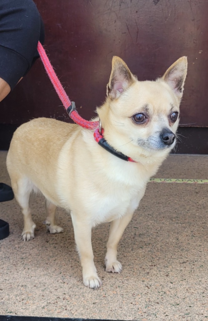 mysticsid on Twitter "RT AdoptionsUk Please retweet to HELP FIND THE