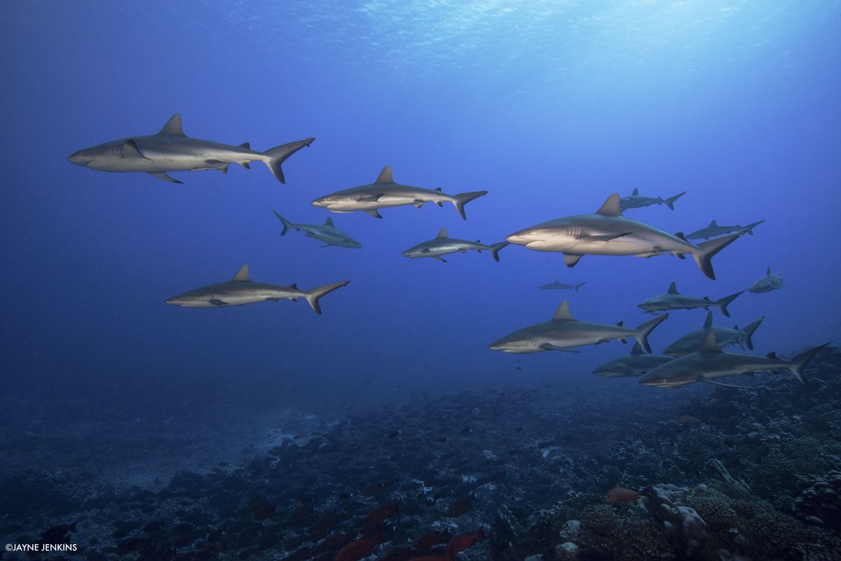 The 5 main reef shark species have declined globally by 63 percent on average, says a new study co-authored by <a href="/TheWCS/">WCS</a>. Puts them at a much higher risk of extinction than previously thought. Protected areas and fisheries management key to survival. More: bit.ly/3Nw2jtx