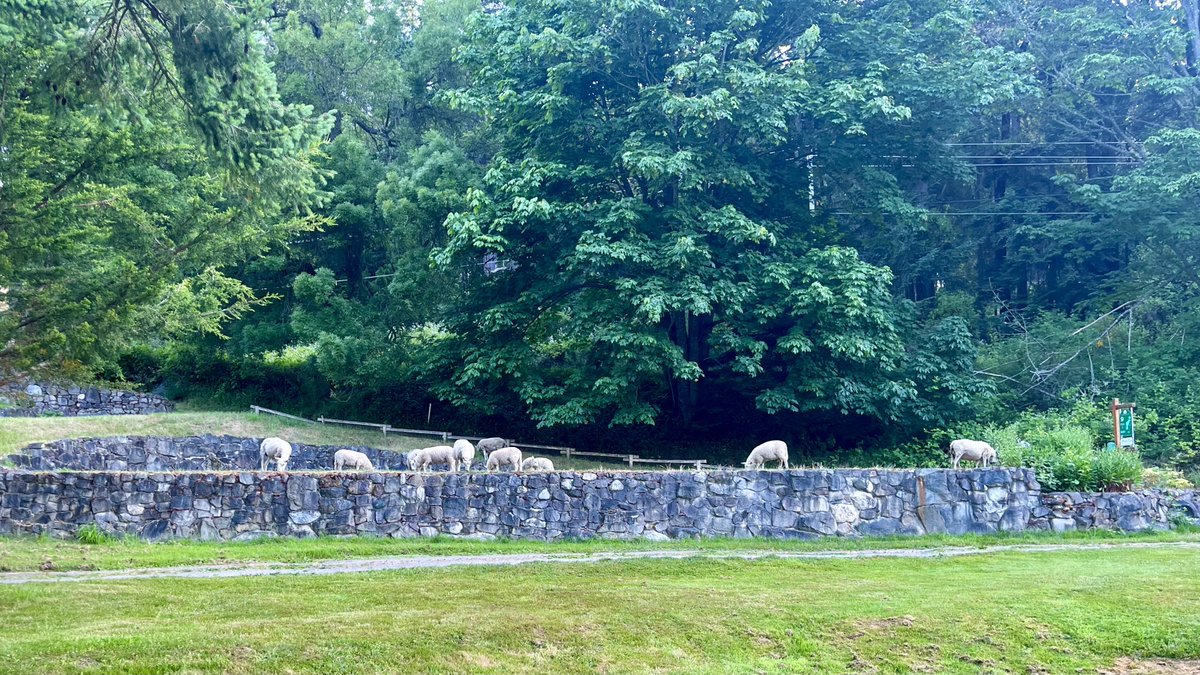 First time I’ve seen them up there 🐑