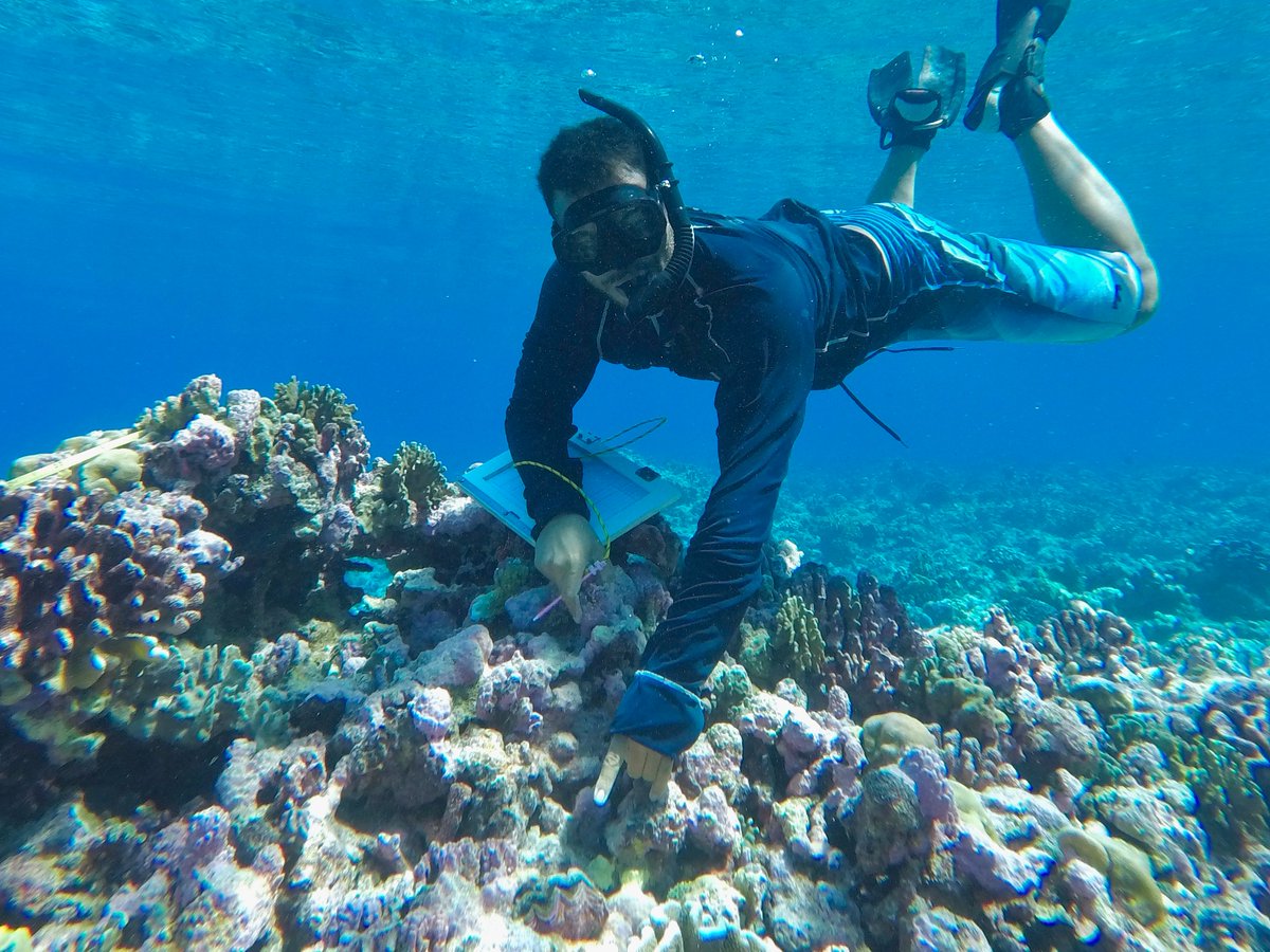 New #Kiribati publication in #PacificConservationBiology 🚨

We elevate our I-Kiribati colleagues &amp; share how local knowledge can be used to understand climate resilience in a small-scale giant clam fishery

Knowledge co-production works! researchgate.net/publication/37… (1/3)