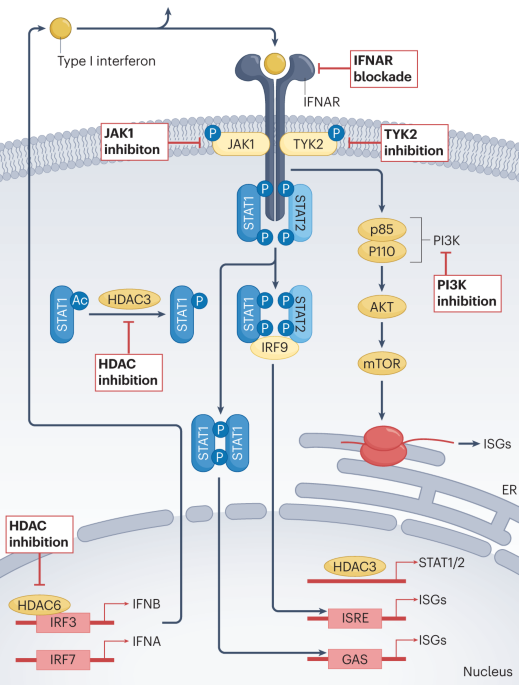NatRevRheumatol's tweet photo. New content online! A leading role for interferon as a treatment target in Sjögren syndrome https://t.co/Y4Y3mGhyc0 https://t.co/Vly8eYSR1C
