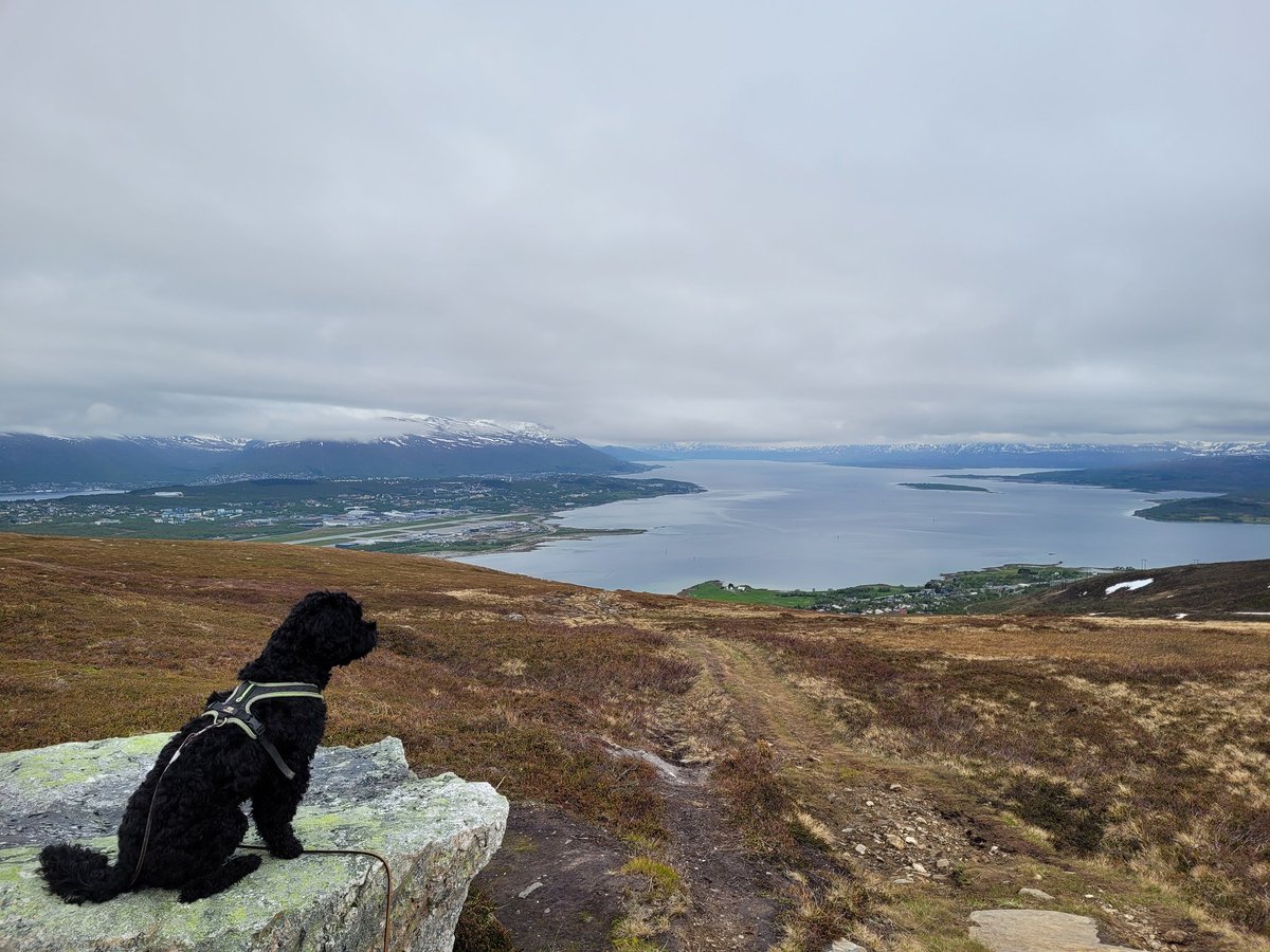 🏃 #Runnning the local hills together with this fellow. #Tromsø #Norway #trailrunning #fellrunning #AustalianCobberdog