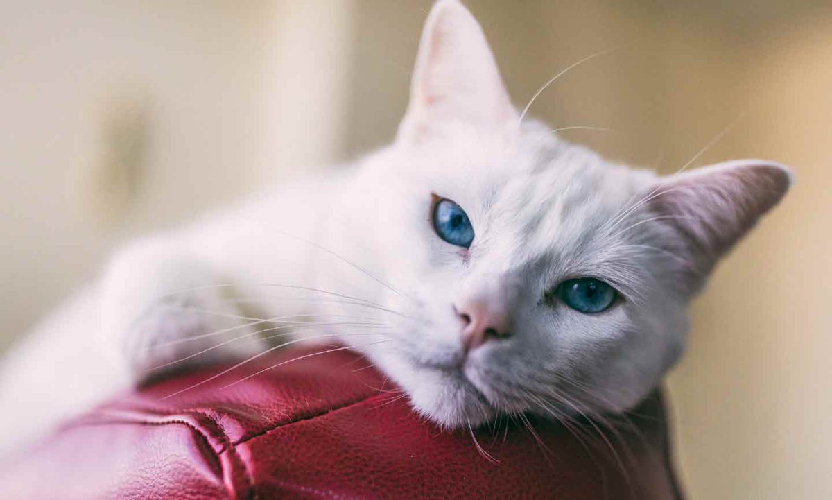 Has your cat damaged some of your leather furniture? This article from Chewy may help yuo fix it!

buff.ly/42Jq1XR 

#petsitter #stpete #stpetersburgflorida #maderia #pinellas #dogs #catfacts #cats #catlovers #dogfacts #doglovers #PetTips #HealthyPets #FairyDustServices