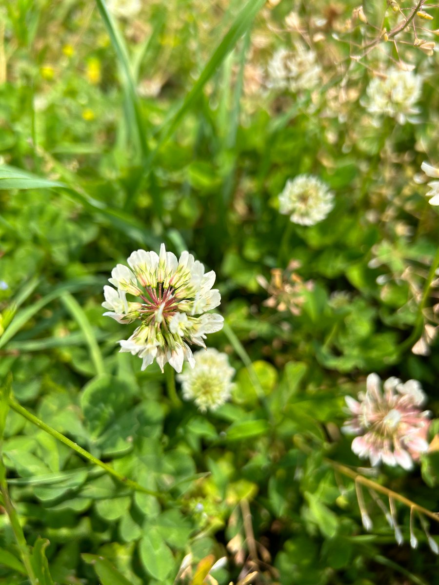 ParasiteSquad tweet media