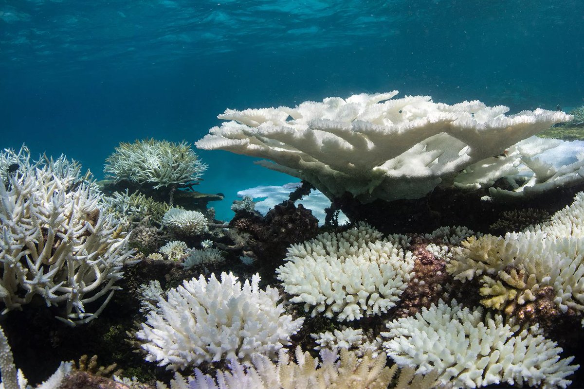 📣 DATA REQUEST! 📣 @CoralReefWatch needs in-water data and observations of #CoralBleaching or (hopefully!) no bleaching. If you are in the field, particularly in the #CoralTriangle, please submit your data to: coralreefwatch.noaa.gov/satellite/rese… TIA!
