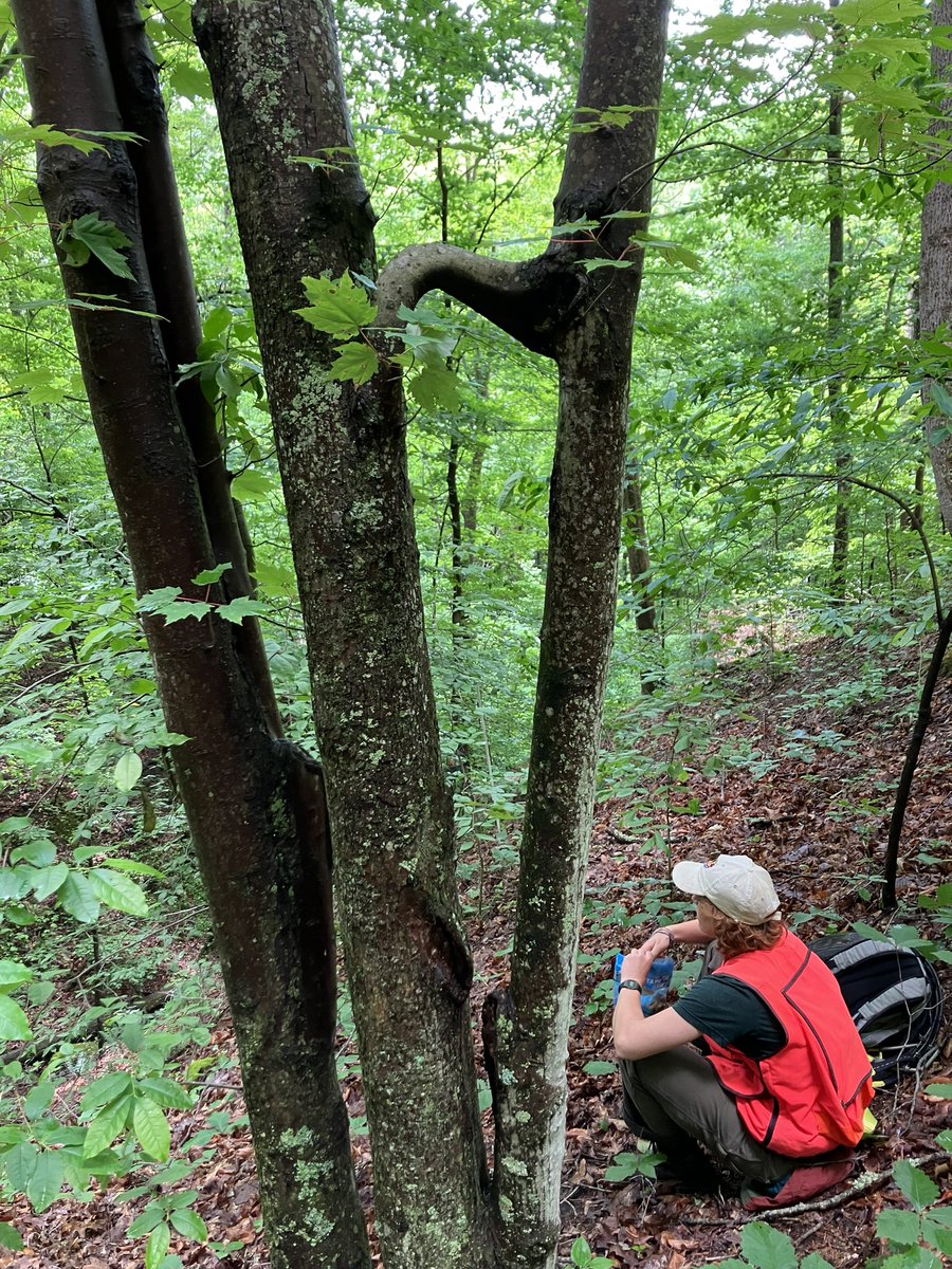 Seed traps are set up and ready for the 2023 season! So grateful for all my students who helped (Hoang, Tyler, Aaron, Eliana and Elena). 4 days, 360 traps, could not have done it without them.