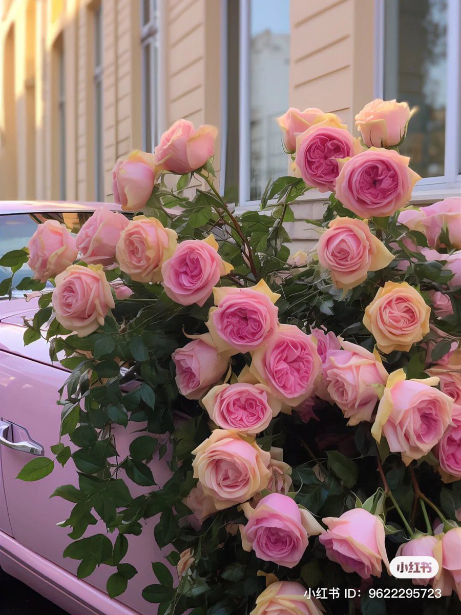 piinkibun's tweet photo. roses <3 https://t.co/L3PYlppgOS
