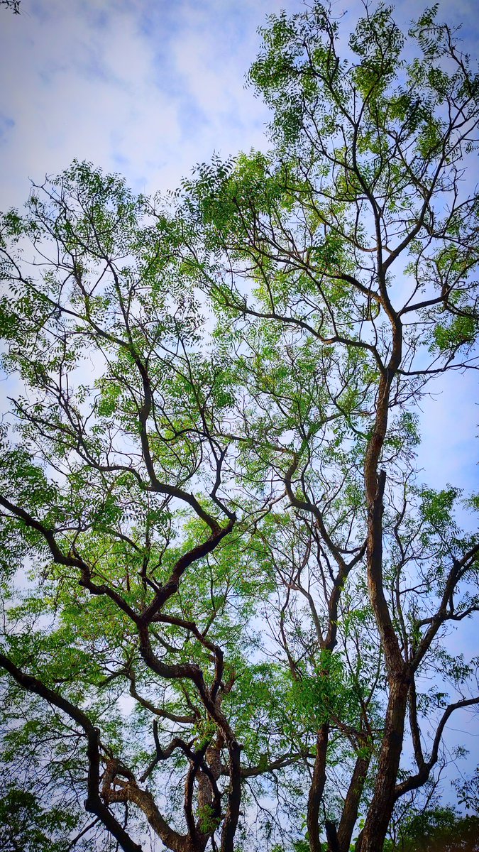 Random Trees 🌿🌳🌿

#trees #nature #TreeClub