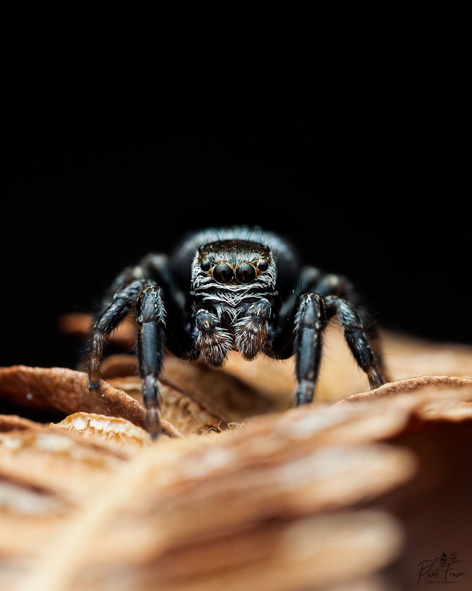 Just back from RSPB Arne, where I was lucky enough to photograph this juvenile male Gorilla Jumping Spider (Evarcha arcuata).

#macro #macrophotography #spider #nature #wildlife

@RoyEntSoc @insectweek @BritishSpiders @Buzz_dont_tweet @MacroHour @EdEntClub