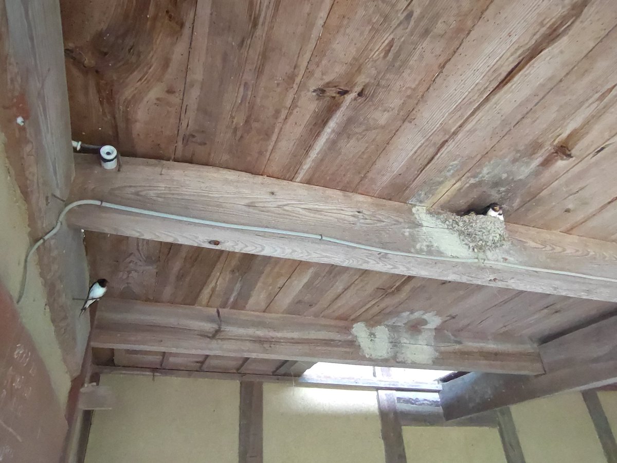 kinoca3's tweet photo. 今日解体予定の建物の中に、ツバメの巣が💦。親が近くで子供達を見守っていましたが、今日の朝、無事に巣立っていきました😊
最悪の場合を考えて、心優しい業者社長さんが、引越し先を確保してくれてましたが、なん��か間に合いホットしました(笑)
#企業公式春のフォロー祭り
#公務店
#kinoca https://t.co/LhmYiIpjaN