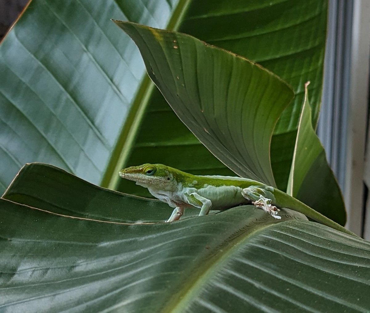 EvilPlantLady's tweet photo. Gorgeous Anole shedding. Hanging out on my Strelitzii nicolai by the back door. He would grab a little skin and pull, alternating legs. I use no pesticides except BTi for mosquitoes so I have a lot of wildlife in my small HOA #backyardsanctuary. https://t.co/XbSEjthaip