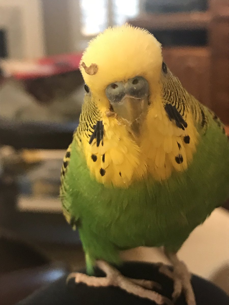 Tomorrow is my bird-day!

I will be 5 years old!

(I had a little piece of something on my head and mum thought it was very funny-I would not let her take it off!)