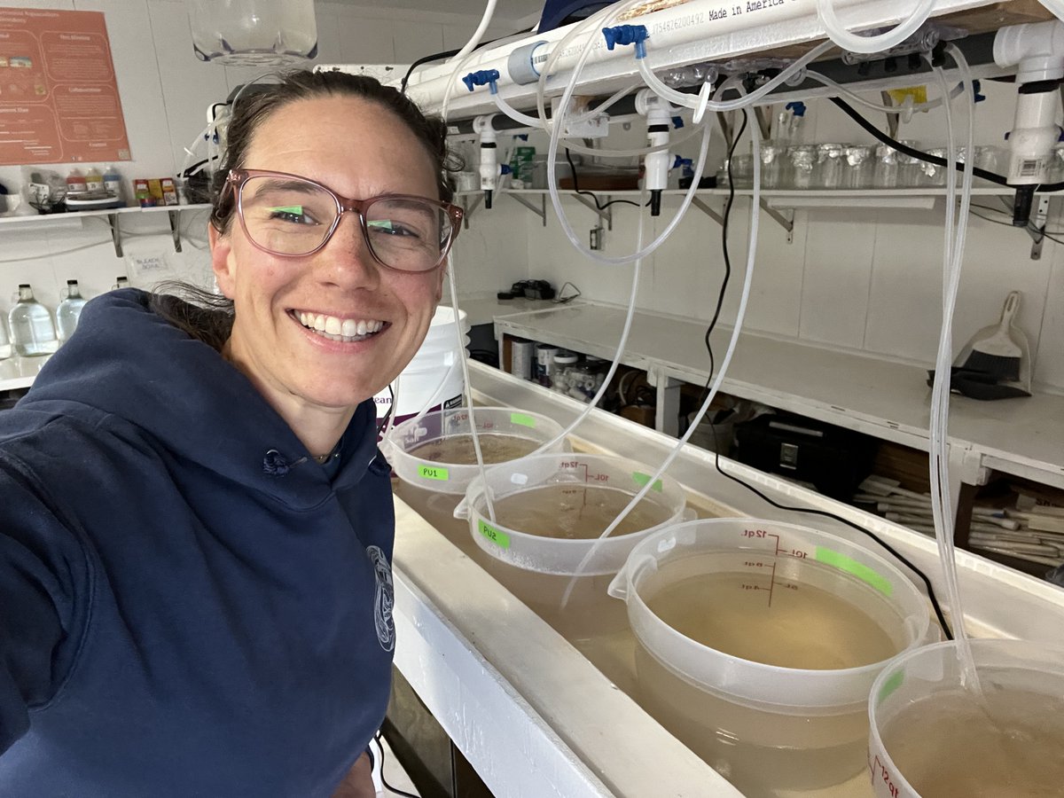kiddashleyb's tweet photo. Had a blast working up at @SunStarLab last week! Got my fill of microalgae and echinoderm culture! https://t.co/jZAKW2yyrq