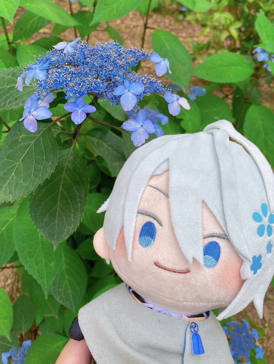 # TLを紫陽花でいっぱいにしよう
わんぱくちょぎと