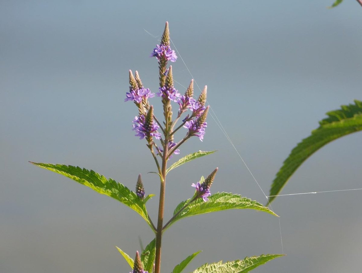 Happy #naturephotographyday ! Here are some gorgeous shots Emma got while exploring the parks we have visited so far. #stateparks #nature #naturephotography #hiking #birdphotography