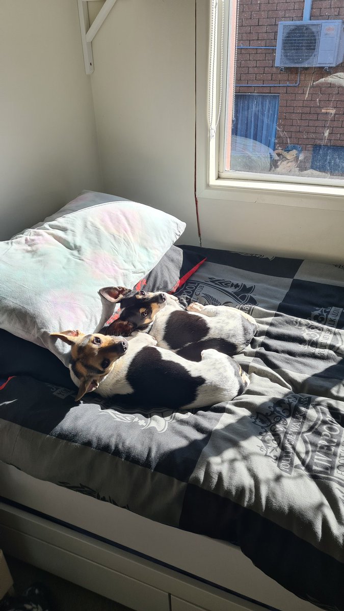 Haley Tancredi tweet media