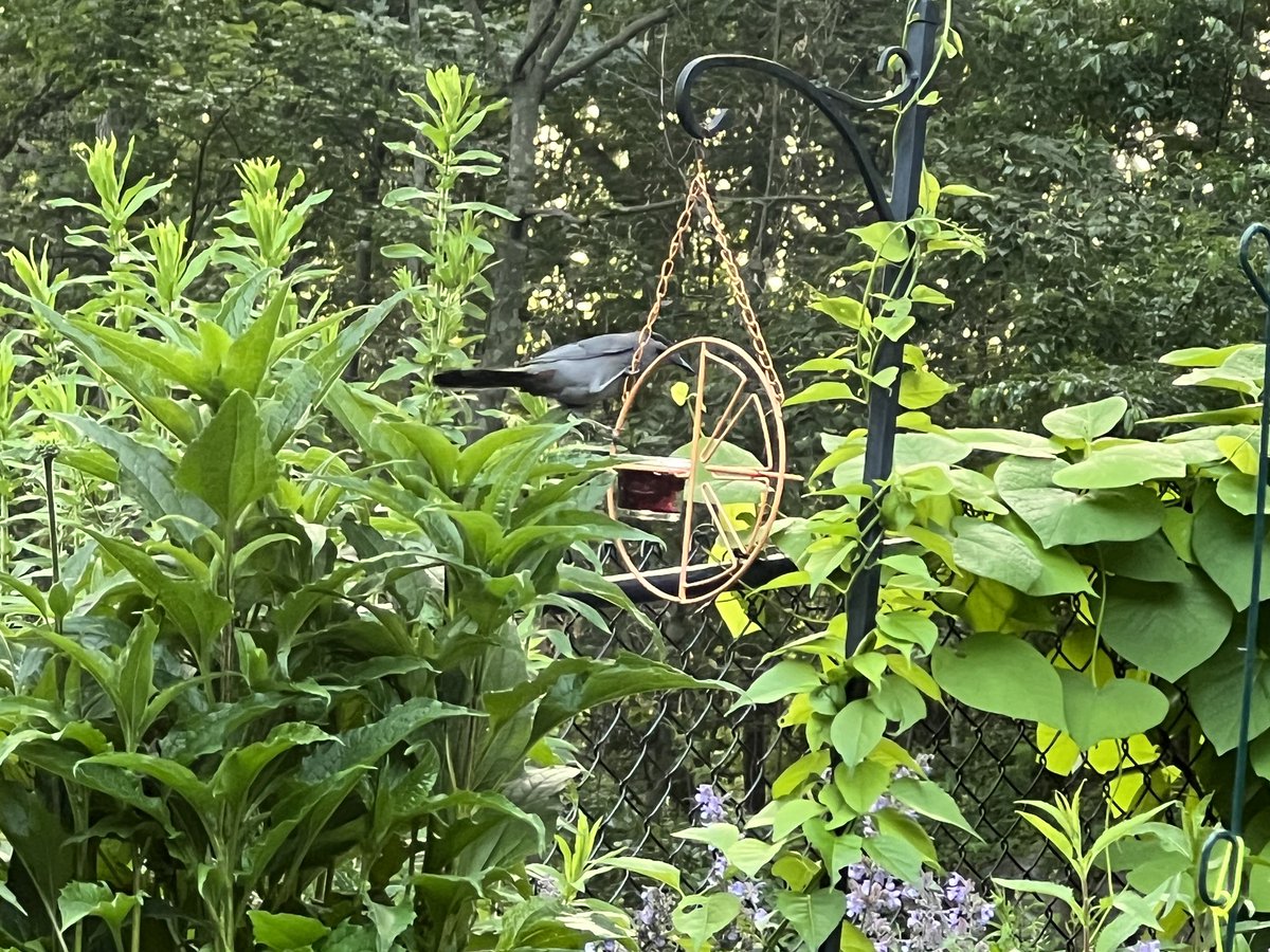 mjsully123's tweet photo. My patio is my sanctuary, to relax and rewind, after work. Sitting and enjoying the catbirds and Orioles, as they go to the grape jelly feeders. I am waiting patiently for monarchs to return. Get on the #Pollinatorpathway It doesnβt take much https://t.co/ZguoJZxOZg