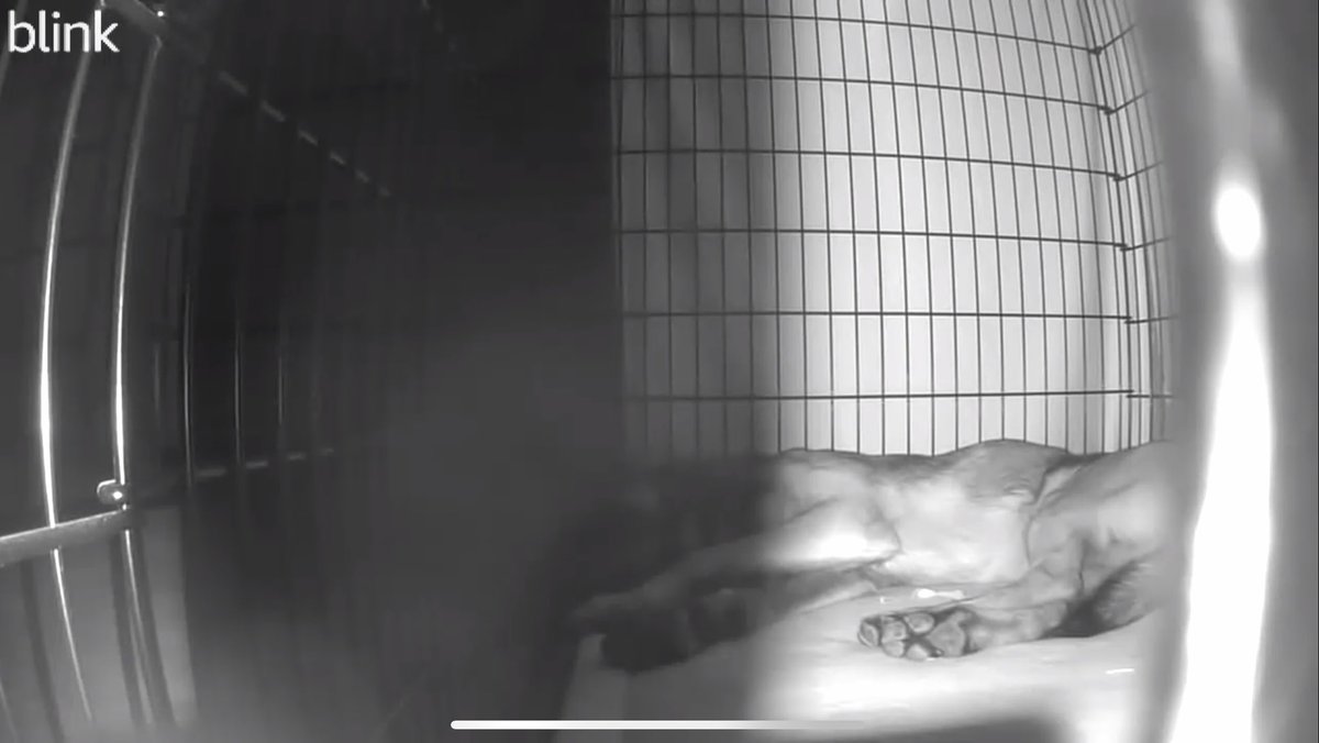 CPDPoPaws's tweet image. That after work, post meal coma. 
#K9Hunk