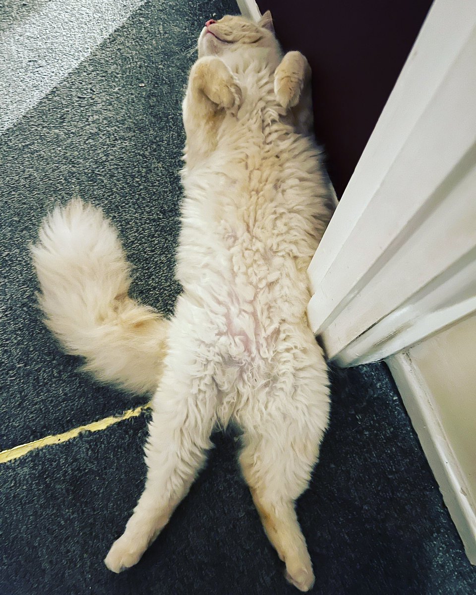 Sleep time! #CatsOfTwitter #SleepingCat
