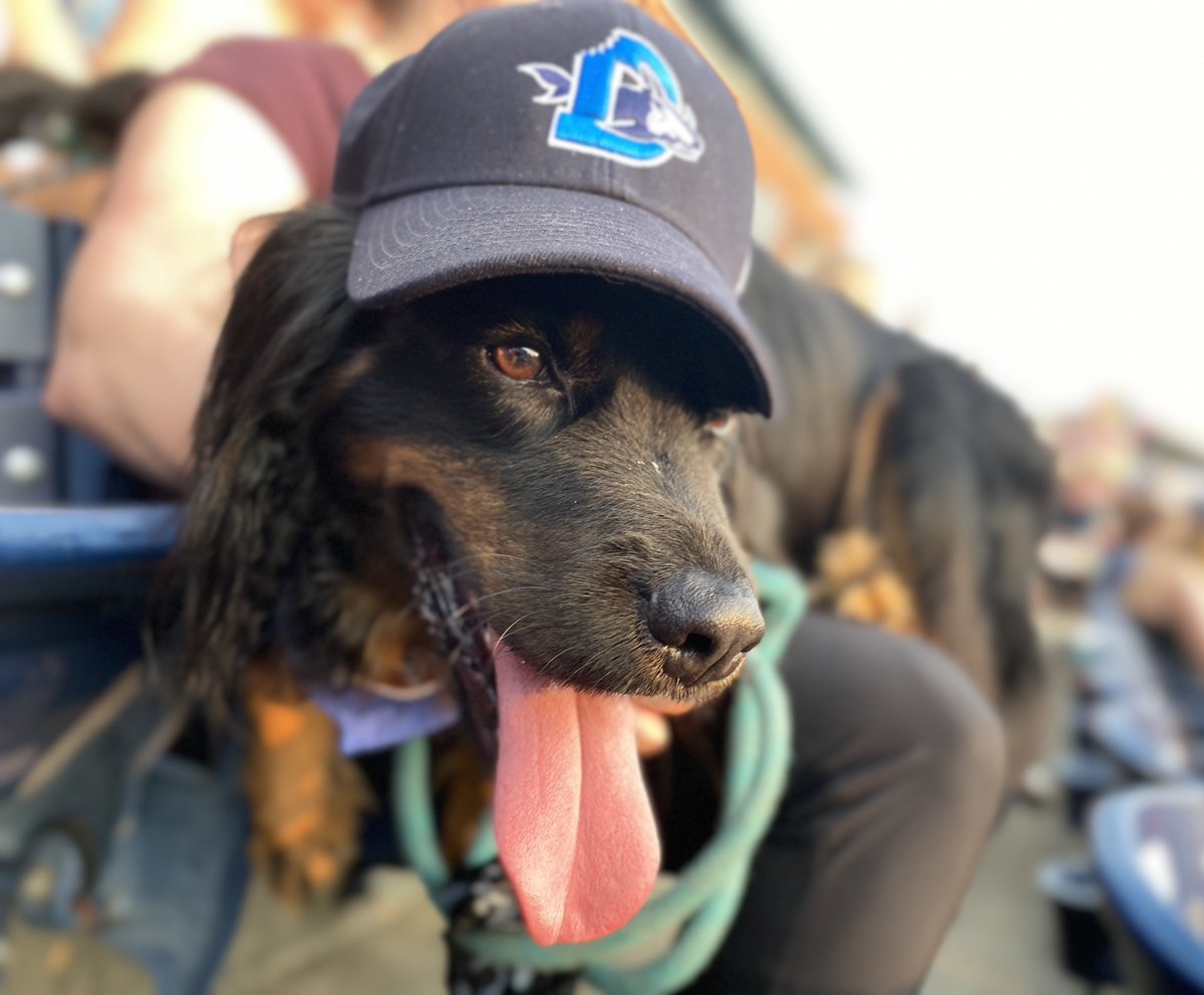 shawnrocco's tweet photo. Every dog’s a Bulls-dog tonight! @DurhamBulls https://t.co/sBnJXOa8k4