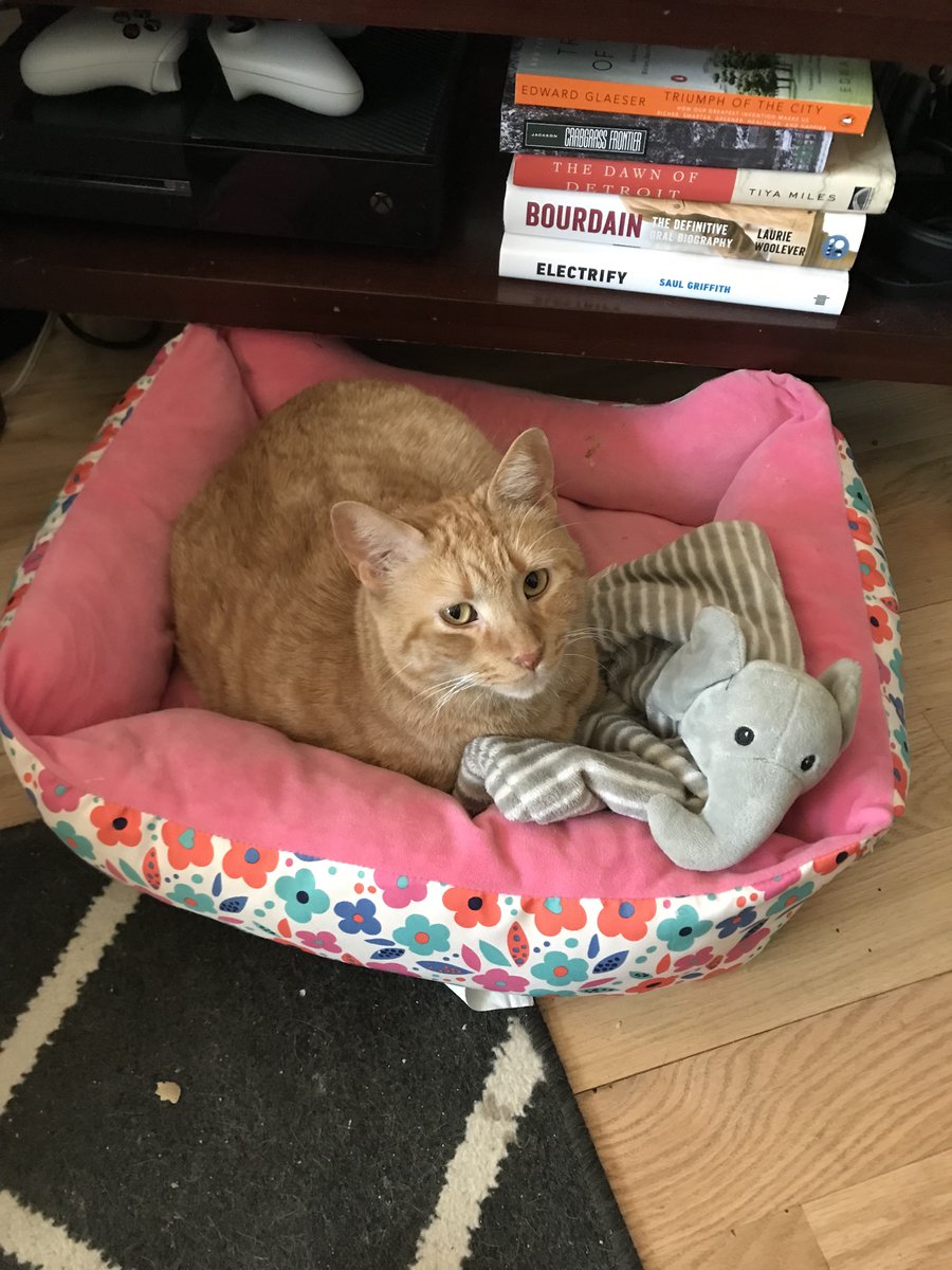 Please be on the lookout in Midtown Detroit for my cat, Pedro. He escaped the morning of June 15 and was last seen around Selden and Third Street. He's a very friendly kitty and will come up to you in exchange for pets or treats. Thank you sooo much!