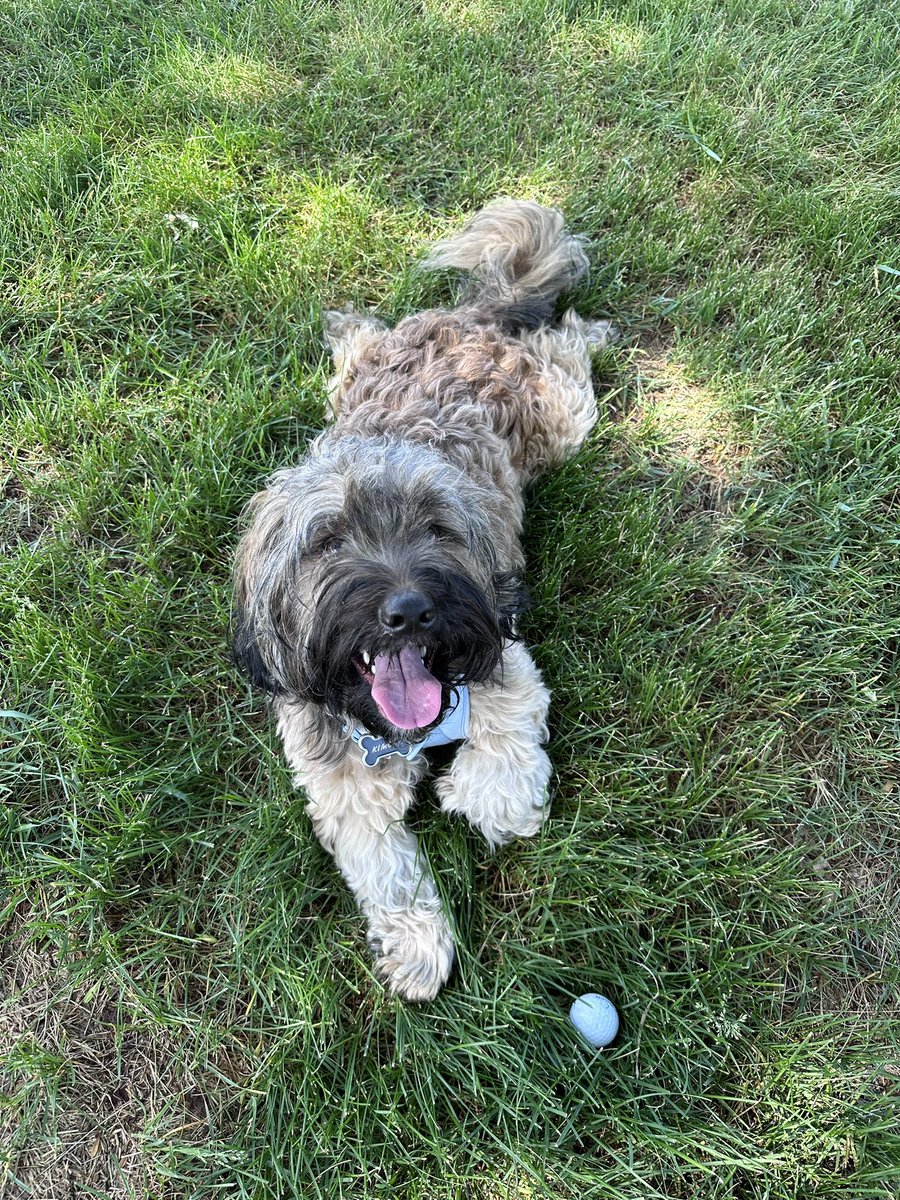 JayeCor's tweet photo. grooming overdue (but still cute) 🥰 https://t.co/Sf98l7Gadl