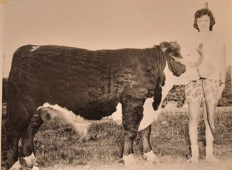PurdueExtSulli's tweet photo. Early 1960s (possibly 1962 or 1963) Nancy Johnson Tomey showing her 4-H calf. The 4-H Sewing picture includes Ruthanne Robbins and Nancy Tomey. 
#tbt #throwbackthursday https://t.co/8nGuUeKIoi