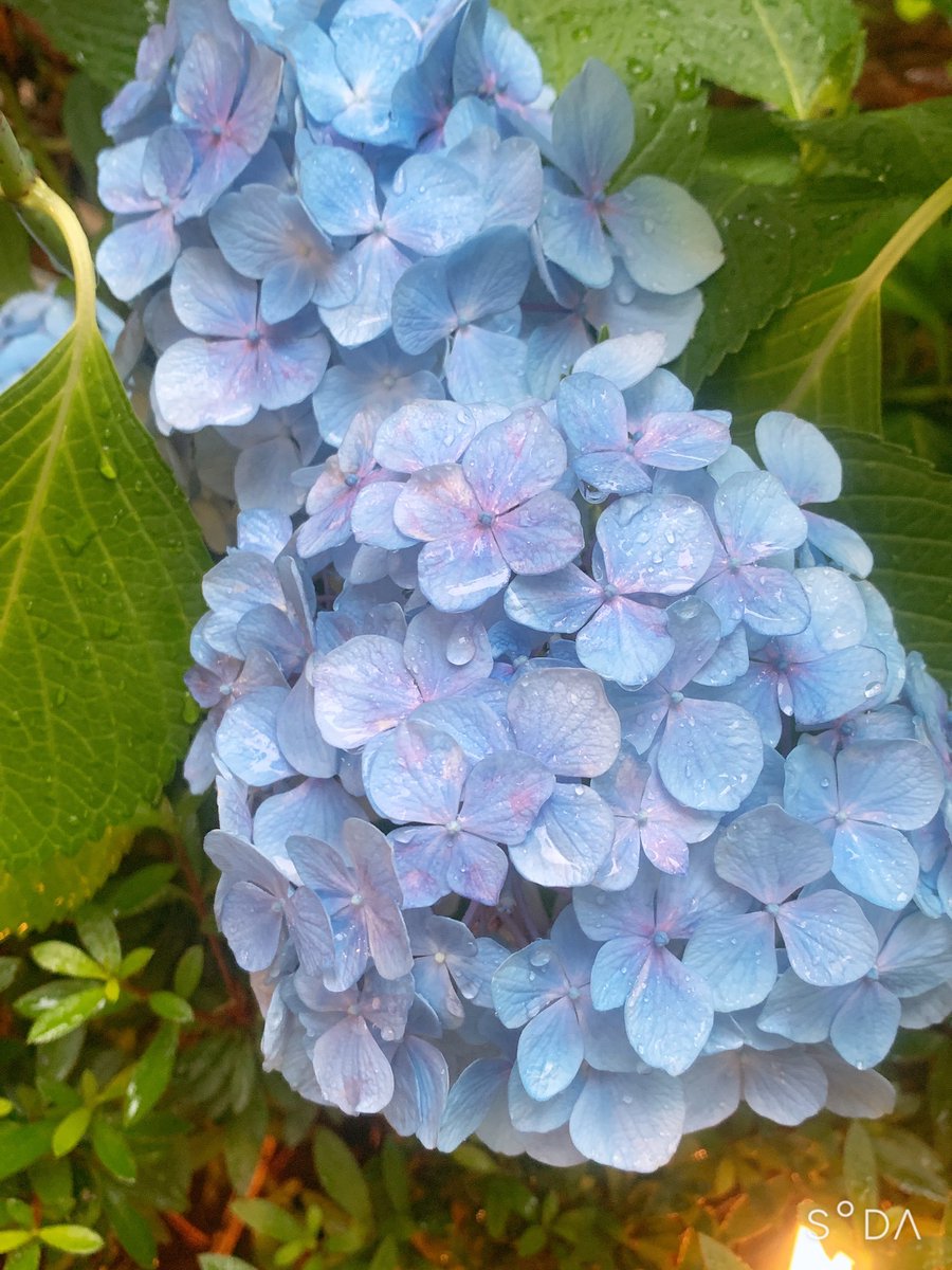 おはは〜☀️

昨日から朝ごはん週間にしてて、
1週間ちゃんと朝ごはんを作ろうとトライしています！！
が、見栄えは良くないので写真は撮らず(´>∀<｀)ゝ

代わりに雨の中の美しい紫陽花をご覧下さい👀✨ https://t.co/b3StdxmLwj