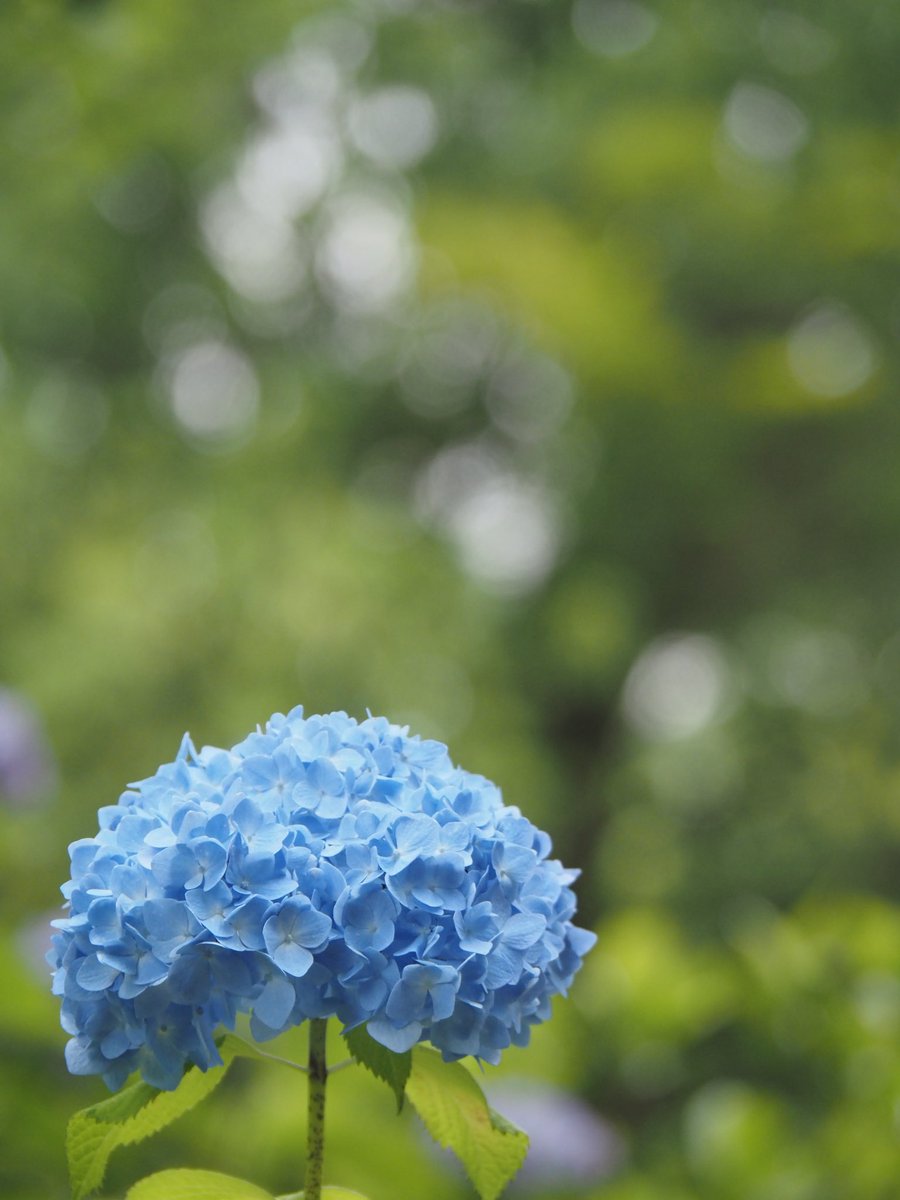 #紫陽花