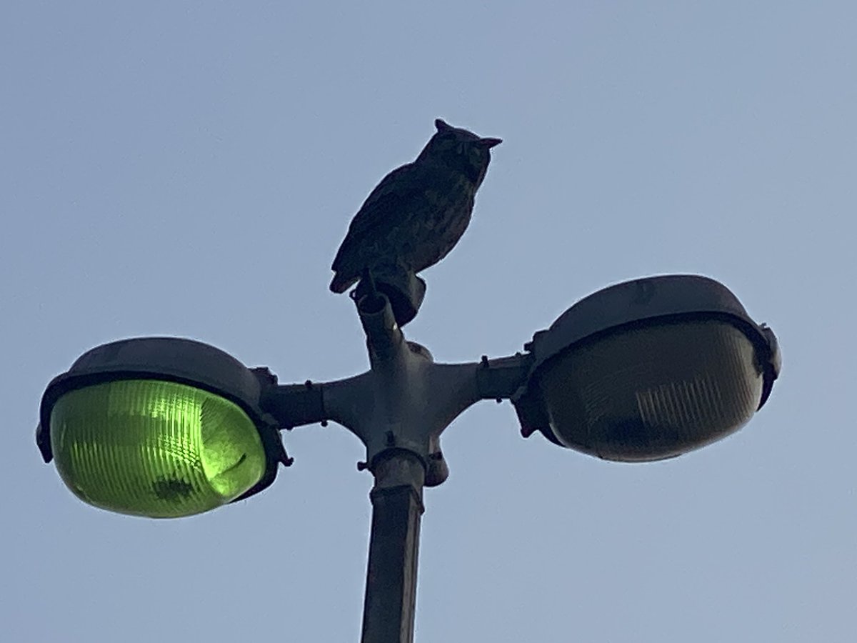 SpiderLou🕸 on Twitter "Fake owl to deter rodents. It still fooled the shit out of me!"