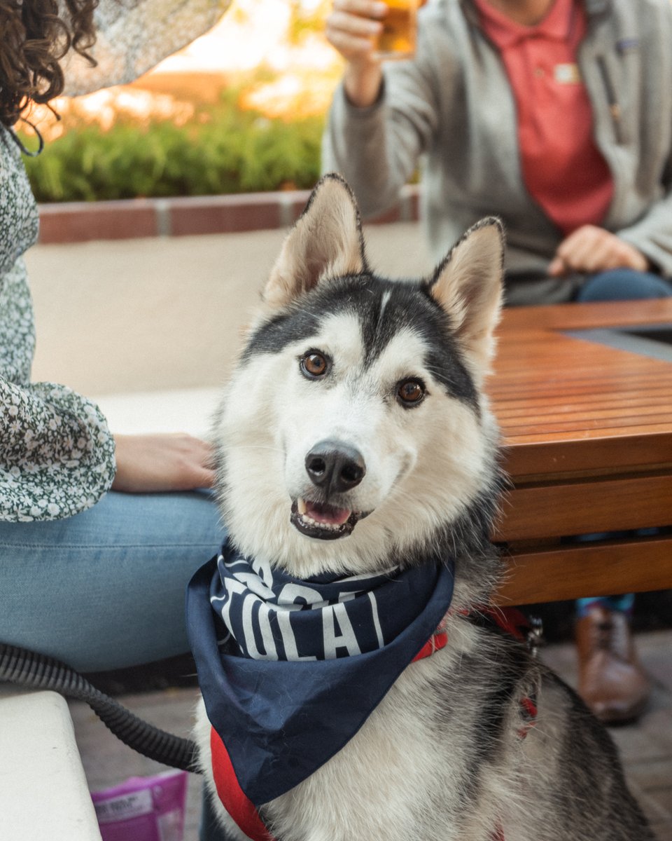 We ❤️ doggos. Next time you're ready to celebrate happy hour, bring your furry friend so they can enjoy yappy hour! 🐶

Three Bark Bowls are available including Ground Beef Meat Roaff, Turkey K-9 Casserole, or Chicken with Quinoa, for just $6 from 4pm-6pm.