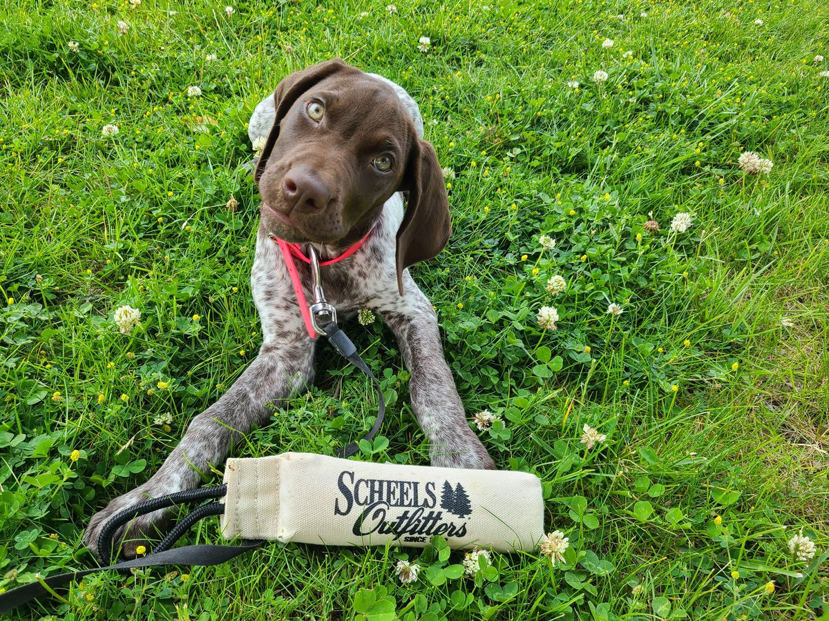Thanks <a href="/SCHEELS/">SCHEELS</a> <a href="/pheasants4ever/">Pheasants Forever</a> <a href="/quail4ever/">Quail Forever</a>  for the new training merchandise!! Aries Rose approves!