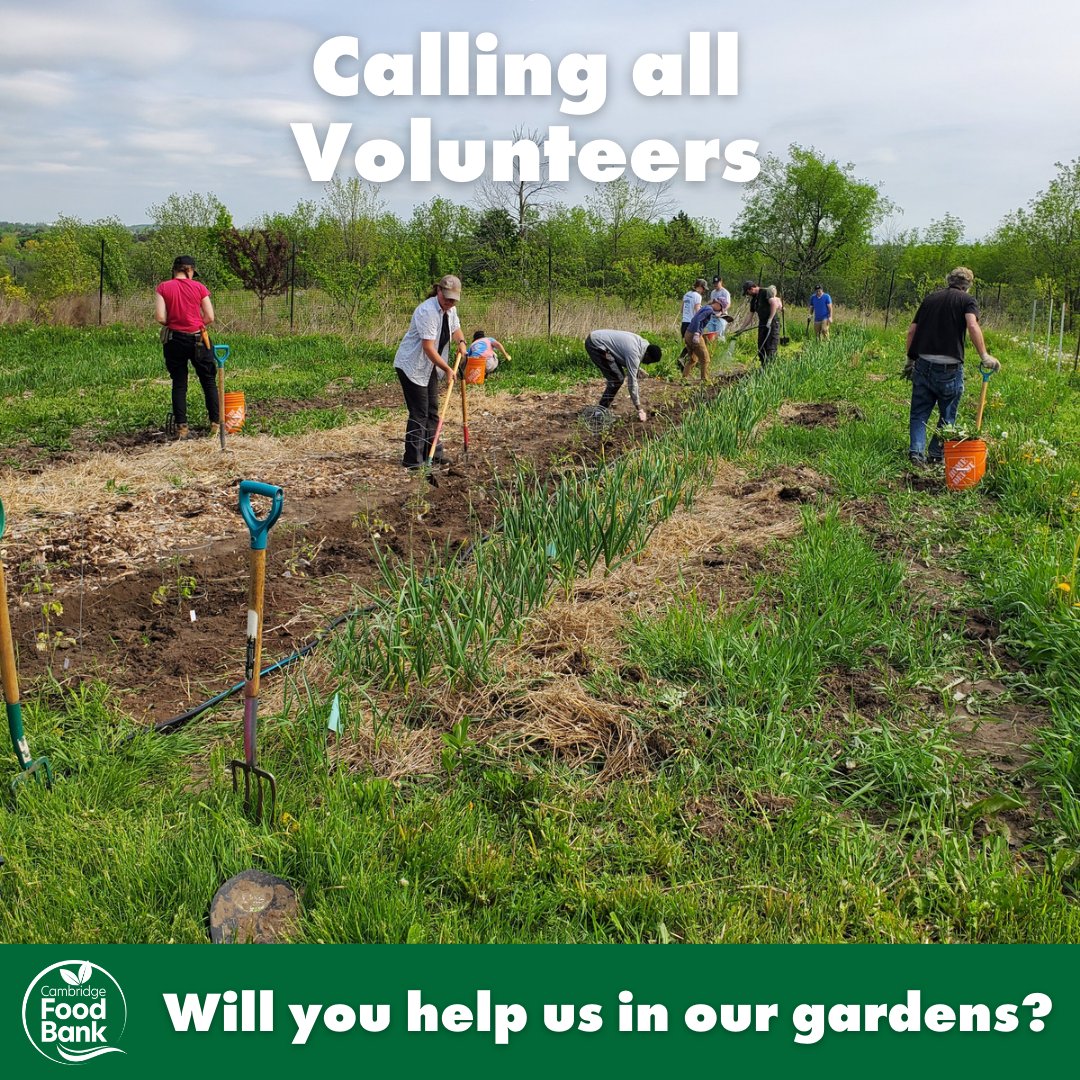 🌱🌻 Are you looking for a meaningful way to give back to your community? Consider volunteering at the Cambridge Food Bank Gardens! 
Contact Fig at fgrevers@cambridgefoodbank.org or 519-622-6550 ext. 112.

 #CambridgeFoodBankGardens #CambridgeFoodBank #Cbridge #CambridgeOntario